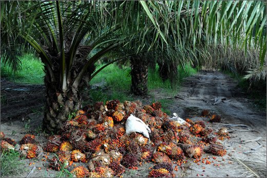 (24)-da las pavas a rioviejo palmeti per olio comustibile - municipio buenos aires.jpg