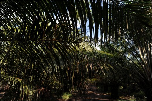 (26)-da las pavas a rioviejo palmeti per olio comustibile - municipio buenos aires.jpg