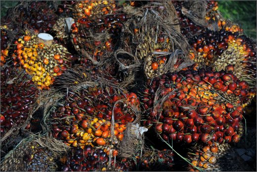 (28)-da las pavas a rioviejo frutto della palma per olio combustibile - municipio buenos aires.jpg