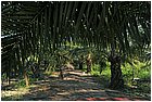 (27)-da las pavas a rioviejo palmeti per olio comustibile - municipio buenos aires.jpg