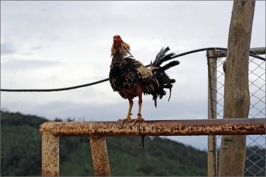 (47)-mina caribe san juan (mina galla). gallo sulla porta del campo da calcio.jpg