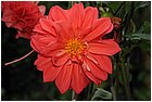 (29)-da mina facil a san pedro frio (mina vieja). fiori.jpg
