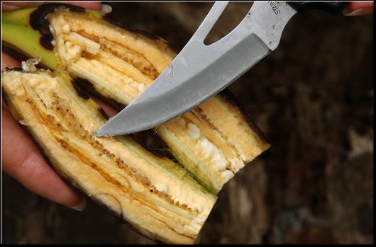 19 Cuatro esquina. Platano colpito da glisolfato.jpg