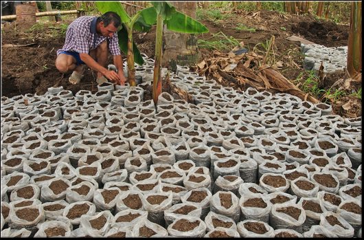 28 Cuatro Esquina. Vivaio per cacao.jpg