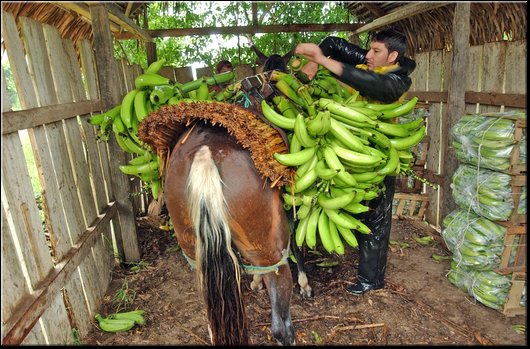 29 Gaitan. Trasporto di platano.jpg