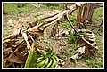 21 Cuatro esquina. Platano colpito da glisolfato.jpg