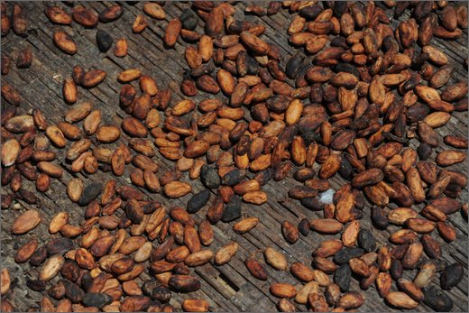 38-dintroni honduras. bari birikaira il cioccolato.jpg
