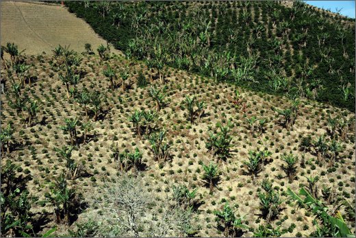 10-dintorni la quina. coltivazioni di banane.jpg