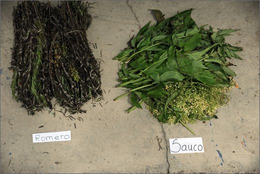 57-la quina. corso preparazione medicina tradizionale con piante.jpg