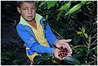 35-dintorni la quina. piantagione di caffè.jpg