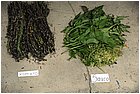57-la quina. corso preparazione medicina tradizionale con piante.jpg