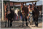 27-trinidad.jpg