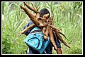 Bogotana_DSC_0121.JPG