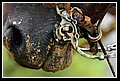Bogotana_DSC_0143.JPG