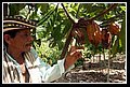 Culebrita_DSC_0478.JPG