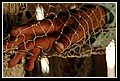 Culebrita_DSC_0490.JPG