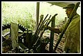 Culebrita_DSC_0531.JPG