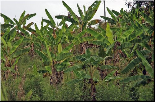 43 Banane a Yolomb.jpg