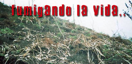 fumigazioni nel Cauca
