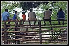175 Guavito.jpg