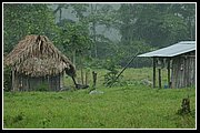 Uwa Chivaraquia 03.jpg