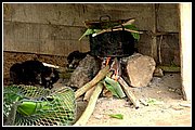 Uwa Chivaraquia 10.jpg