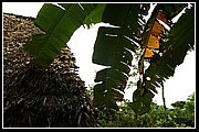Uwa Chivaraquia 16.jpg