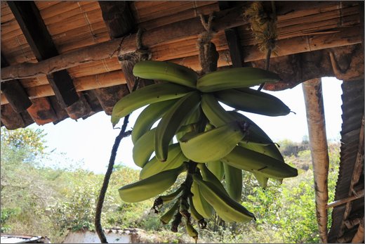 020 - huila. vereda la honda. gigante.jpg