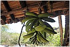 020 - huila. vereda la honda. gigante.jpg