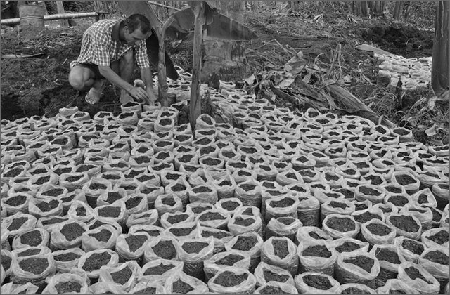 116202---colombia----arauca-cuatro-esquina-(arauquita)--contadino-lavora-alle-nuove-sementi-di-cacao-da-piantare-in-sostituzione-della-coca----lug-2008-.jpg
