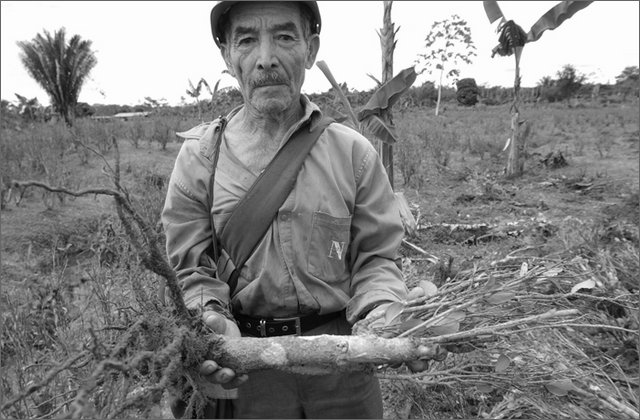 116422---colombia----arauca-la-perrera-(fortul)-contadino-mostra-coca-erradicata----lug-2008-.jpg