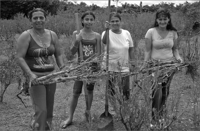 116434---colombia----arauca-la-perrera-(fortul)-contadini-e-contadine-sradicano-la-coca----lug-2008-.jpg