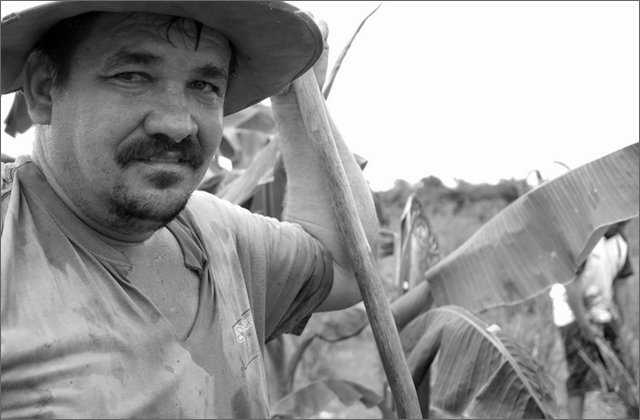 116436---colombia----arauca-la-perrera-(fortul)-contadini-e-contadine-sradicano-la-coca----lug-2008-.jpg