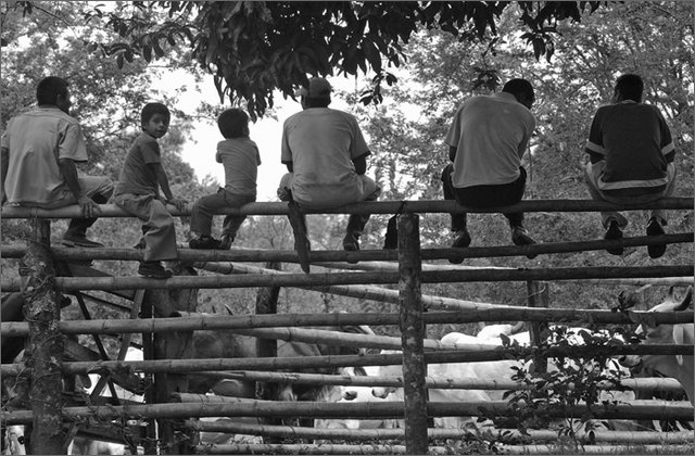117467---colombia----nord-del-cauca.-santander-de-quilichao,-vereda-guavito.-persone-su-staccionata-recinto-vacche----ago-2008-.jpg