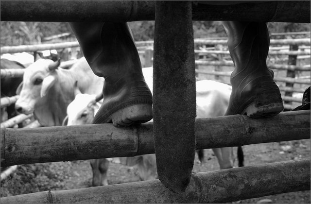 117473---colombia----nord-del-cauca.-santander-de-quilichao,-vereda-guavito.-stivali-di-gomma-su-recinto-con-vacche----ago-2008-.jpg
