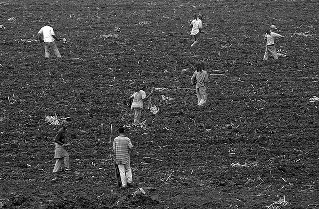 117499---colombia----nord-del-cauca.-santander-de-quilichao.-verso-corinto,-contadini-seminando-canna----ago-2008-.jpg