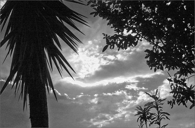 118128---colombia----nord-del-cauca.-vereda-di-canoas,-municipio-di-santander-de-quilichao-hacienda-espropriata-al-latifondista.-piante-e-fiori----ago-2008-.jpg