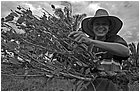 116368---colombia----arauca-la-perrera-(fortul)-sradicando-manualmente-la-coca----lug-2008-.jpg