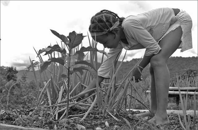 119539---colombia----choc---fiume-baud---chachajo-bambina-che-raccoglie-le-cipolle----ago-2008-.jpg