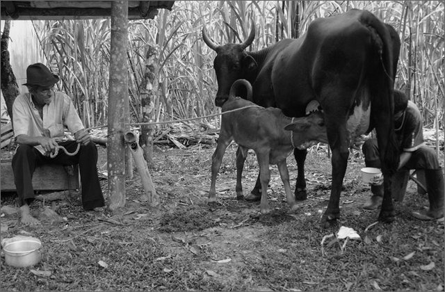 120527---colombia----antioquia.-municipio-san-francisco.-vereda-la-esperanza-mungendo-una-mucca----set-2008-.jpg