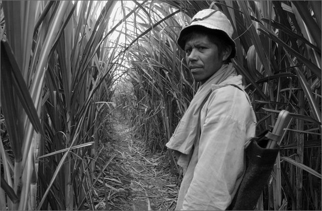 121866---colombia----valle-del-cauca---palmira.--ingenio-la-providencia.-sciopero-dei-raccoglitori-di-canna-con-blocco-della-fabbrica----ott-2008-.jpg