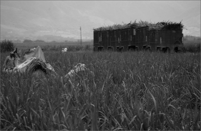 121890---colombia----valle-del-cauca---palmira.--ingenio-la-providencia.-sciopero-dei-raccoglitori-di-canna-con-blocco-della-fabbrica----ott-2008-.jpg