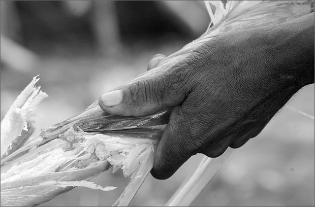 122072---colombia----valle-del-cauca---guacar,-ingenio-di-pichichi.-sciopero-con-blocco-dei-lavoratori-della-canna-da-zucchero----ott-2008-.jpg