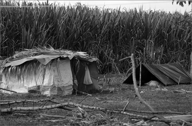 122210---colombia----valle-del-cauca---candelaria,-ingenio-mayaguez.-sciopero-con-blocco-dei-lavoratori-della-canna-da-zucchero.-----ott-2008-.jpg