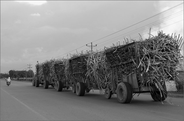 122238---colombia----valle-del-cauca---candelaria,-ingenio-mayaguez.-sciopero-con-blocco-dei-lavoratori-della-canna-da-zucchero.-tren-caero----ott-2008-.jpg