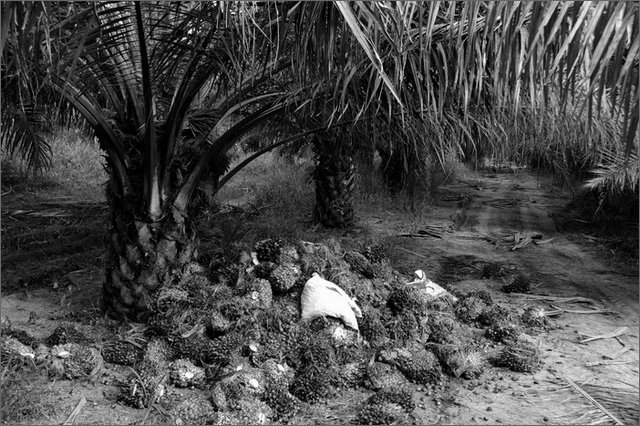 127048 - colombia - da las pavas a rioviejo palmeti per olio comustibile - municipio buenos aires  - giu 2012-.jpg