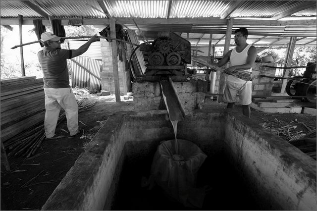 127083 - colombia - al trapiche associazione asopamir vicino a caimital per produzione di panela.   - giu 2012-.jpg