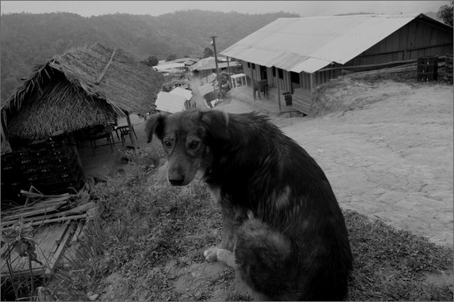 127296 - colombia - mina gallo.  - giu 2012-.jpg