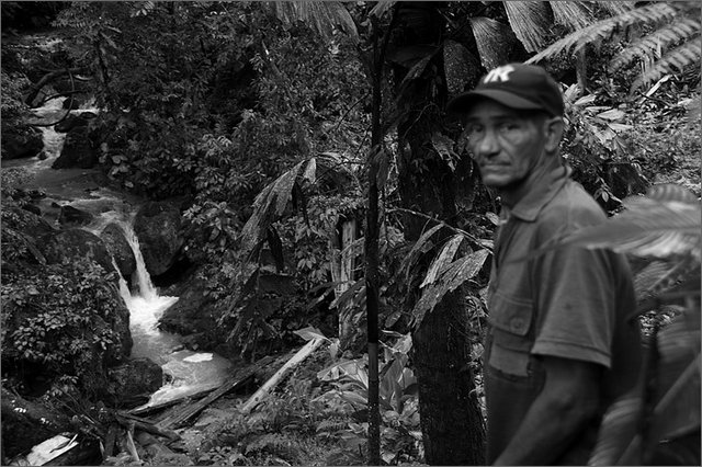 127513 - colombia - territorio di mina central. marco tullio cantillo mostra la roccia con l'oro  - giu 2012-.jpg