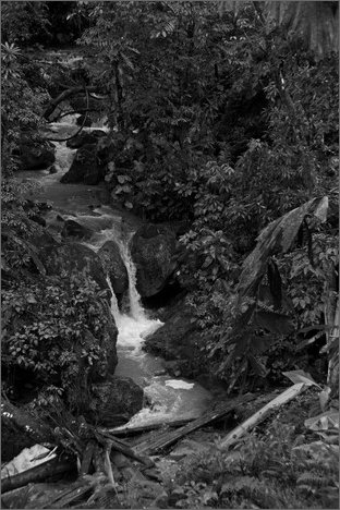 127514 - colombia - territorio di mina central. marco tullio cantillo mostra la roccia con l'oro  - giu 2012-.jpg